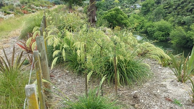 Plantings 3. Cambridge Tree Trust.